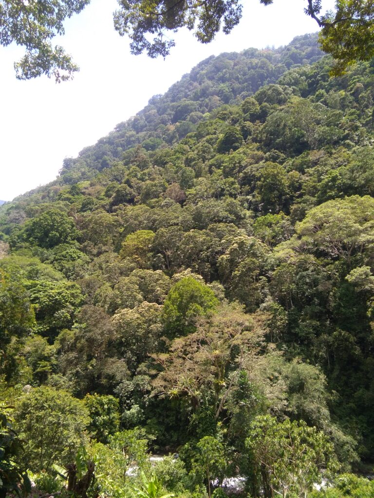 jungle day treks near padang with air manis hillside retreat padang west sumatra