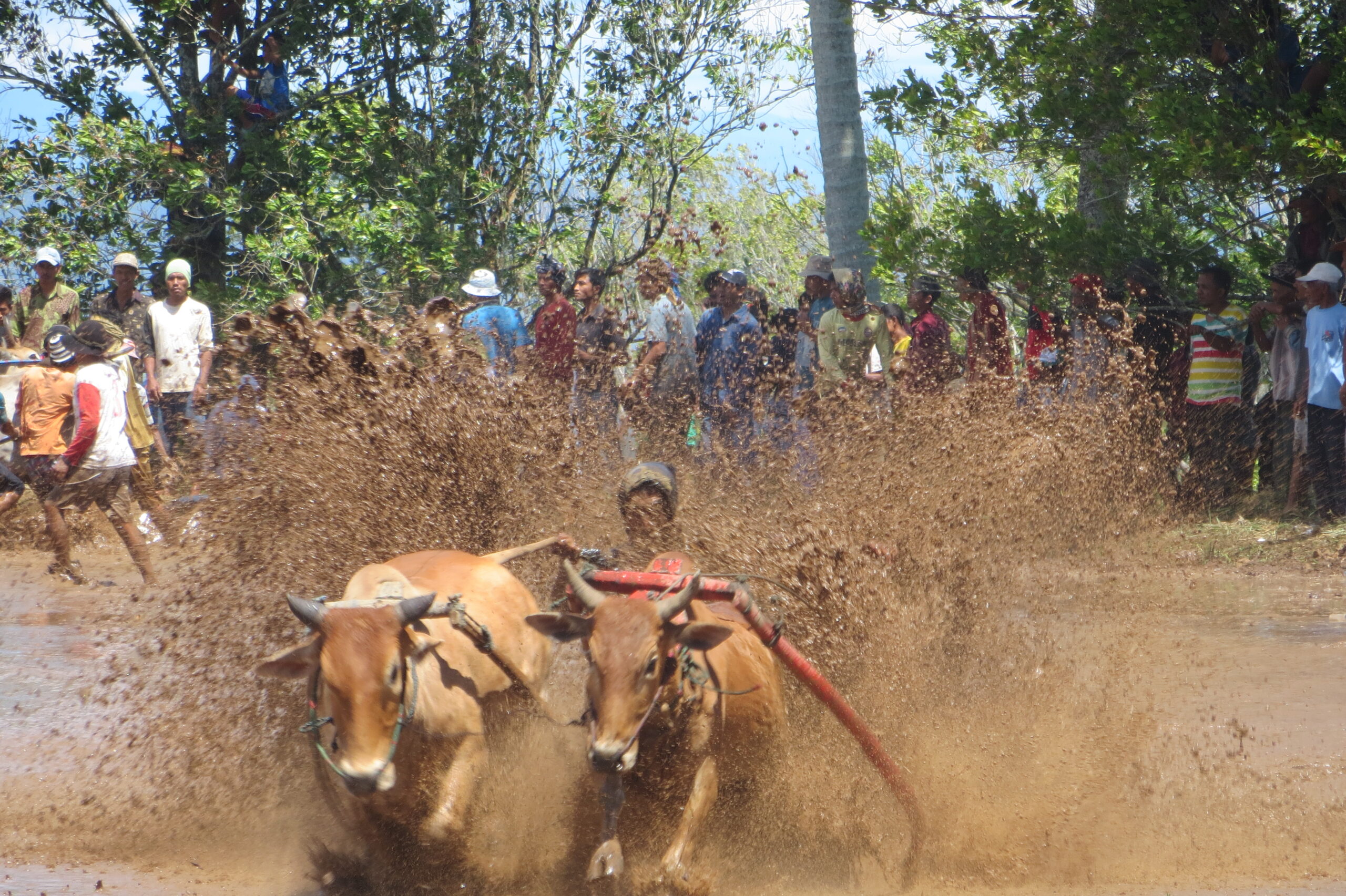 day trip to pacu jawi with air manis hillside retreat padang west sumatra