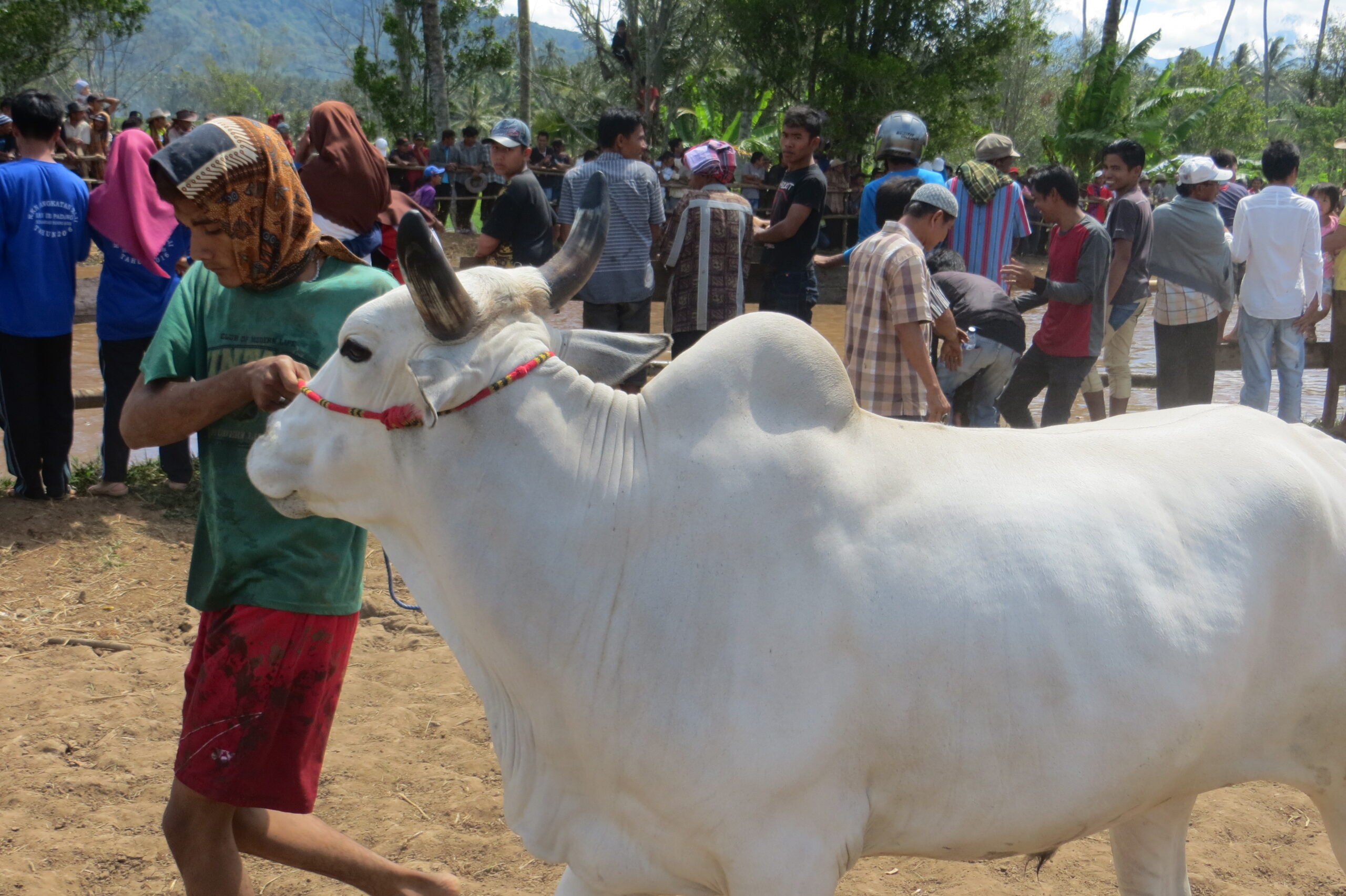 road day trip to pacu jawi with air manis hillside retreat padang west sumatra