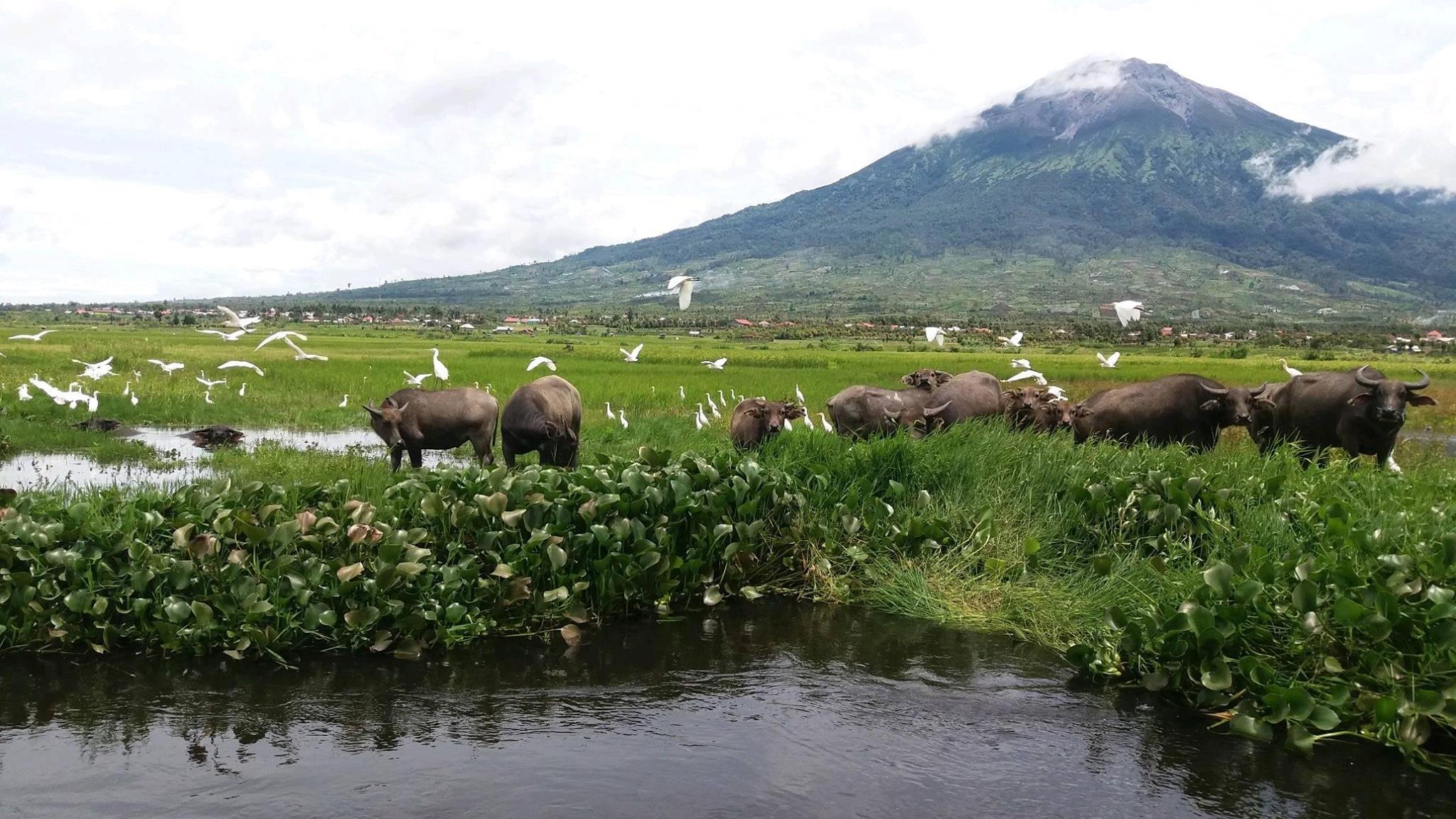kerinci national park hiking with airmanis hillside retreat padang west sumatra